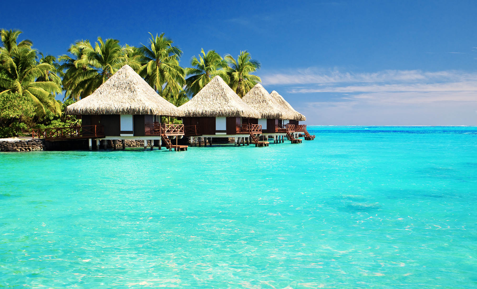 A luxury landscape with three cabins, a row of palm trees and the ocean laying underneath