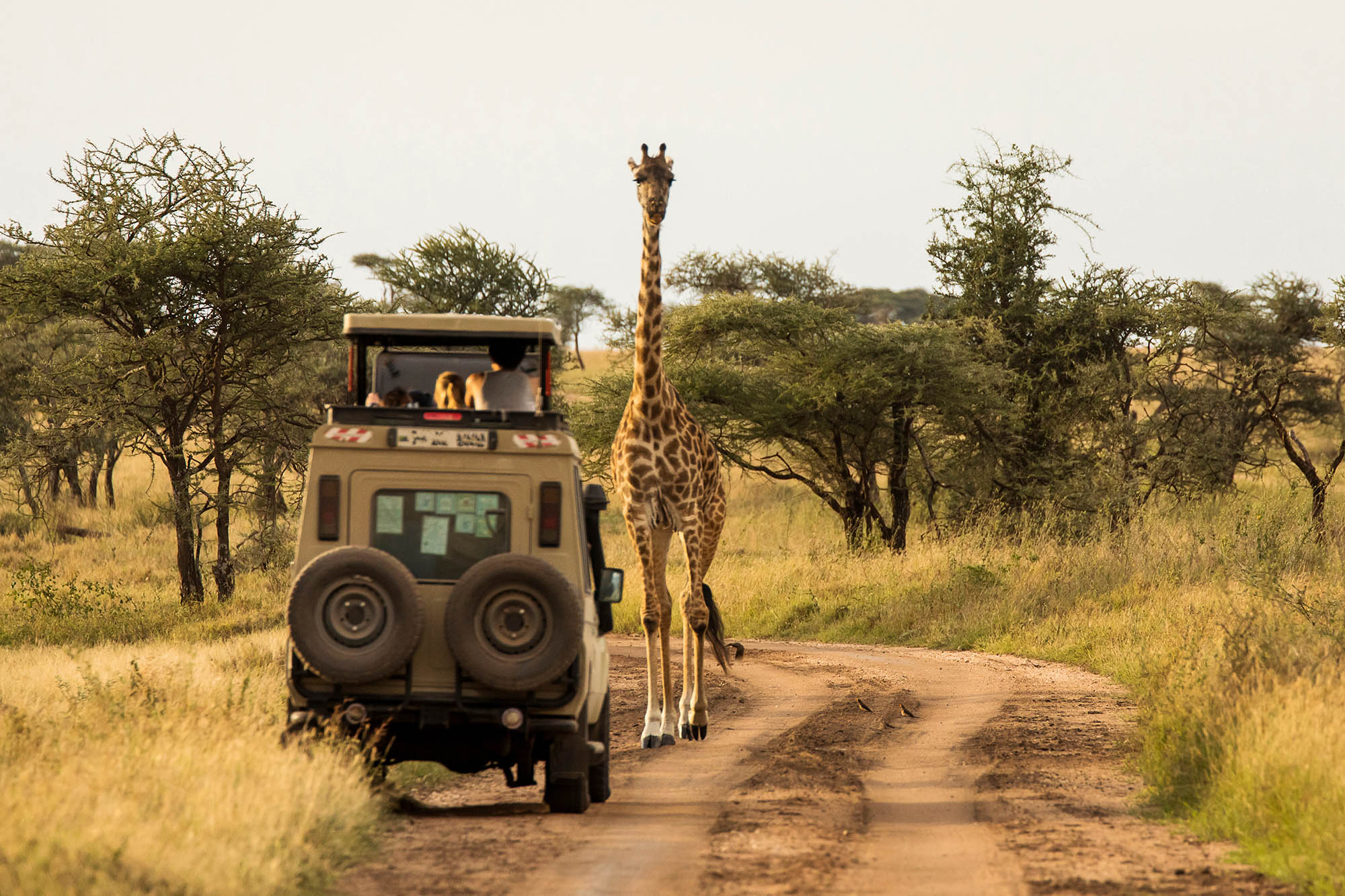 A giraffe passes by a van in the African safari